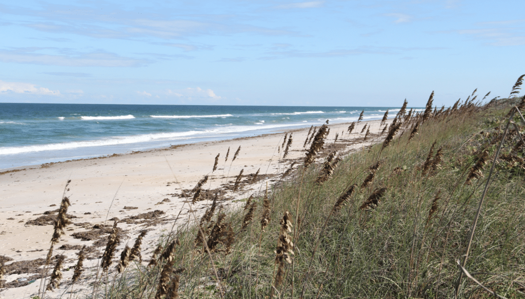 Pristine Beach with Native Grasses