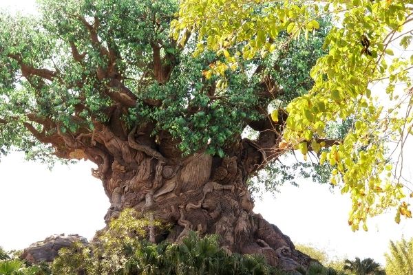 Animal Kingdom tree of life at Disney World - (Avatar:  rides that may give your motion sickness at Disney