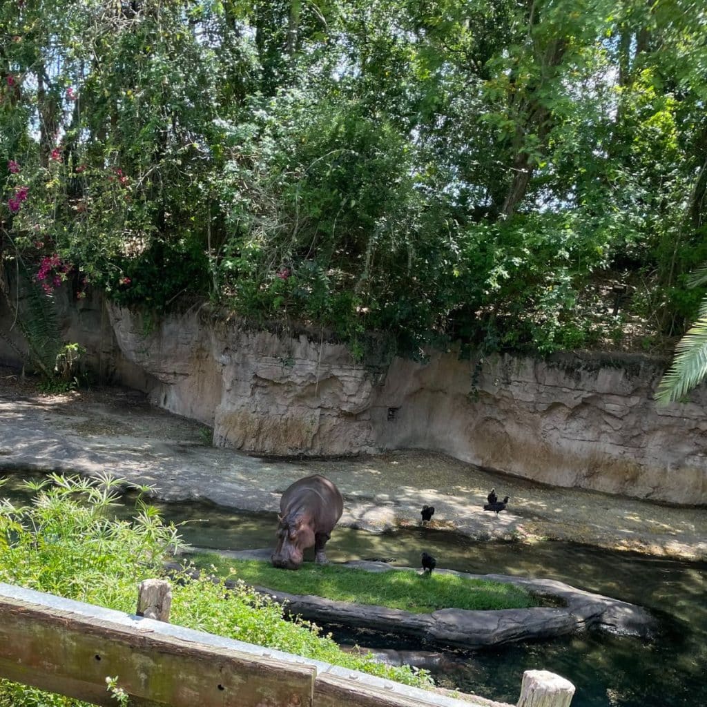 hippo on Kilimanjaro Safaris at Disney's Animal Kingdom