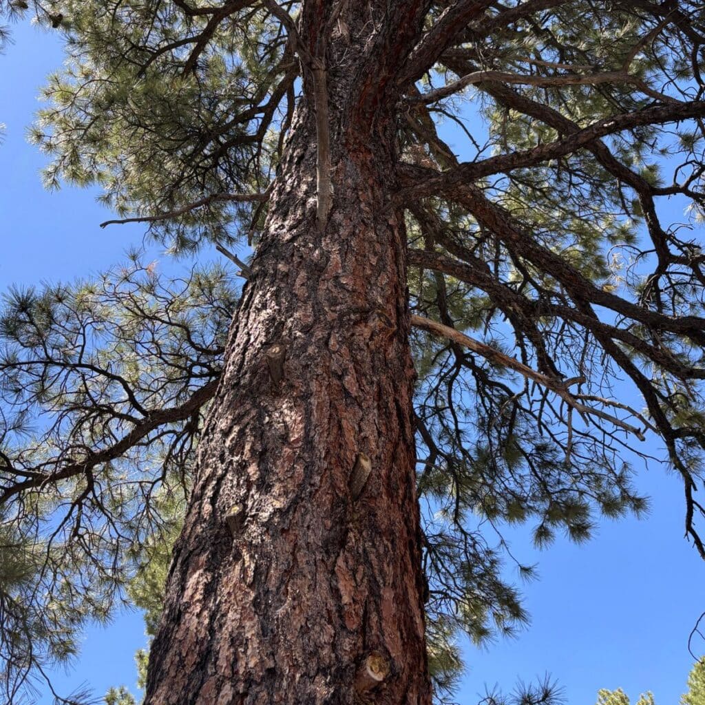 tree at Grand Canyon National Park
