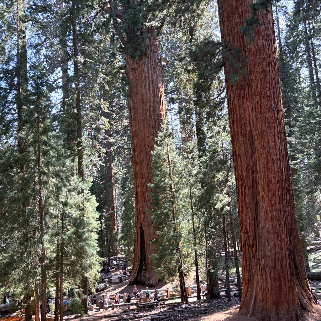 General Sherman Tree at Sequoia National Park