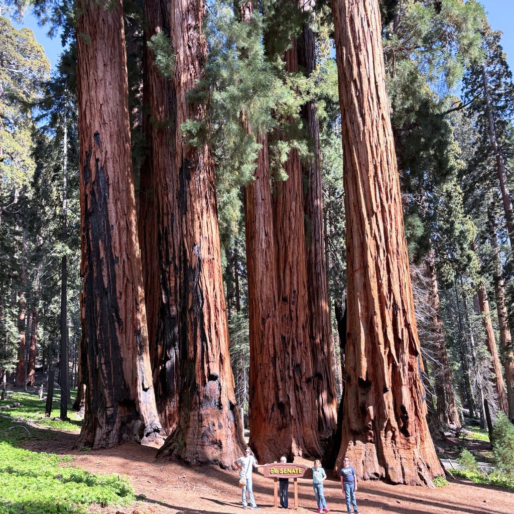 The Senate at Sequoia National Park