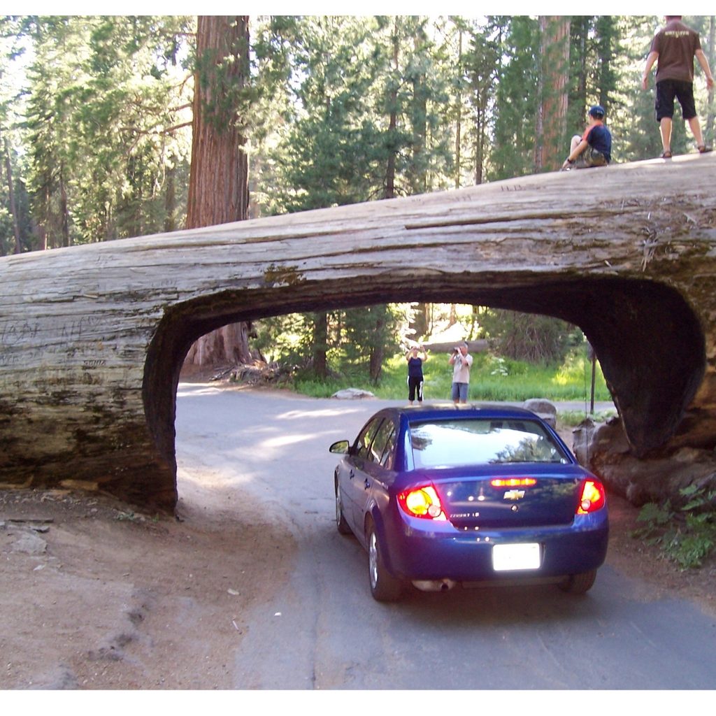 The Tunnel log at Sequoia National Park