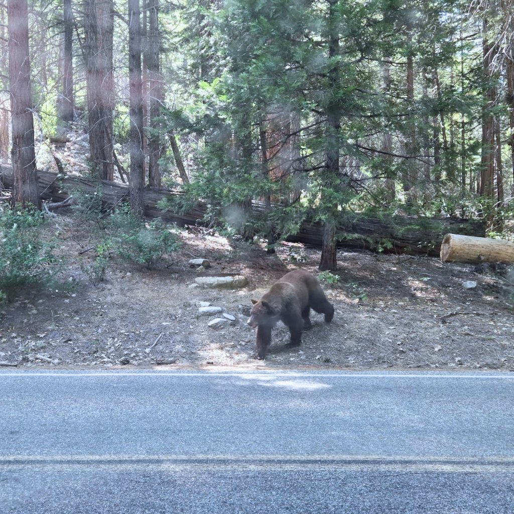 bear at Kings Canyon National Park