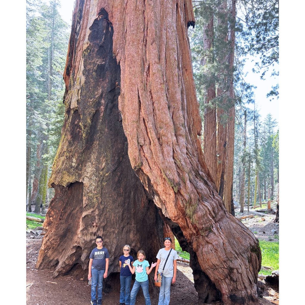 Giant trees at Sequoia National Park