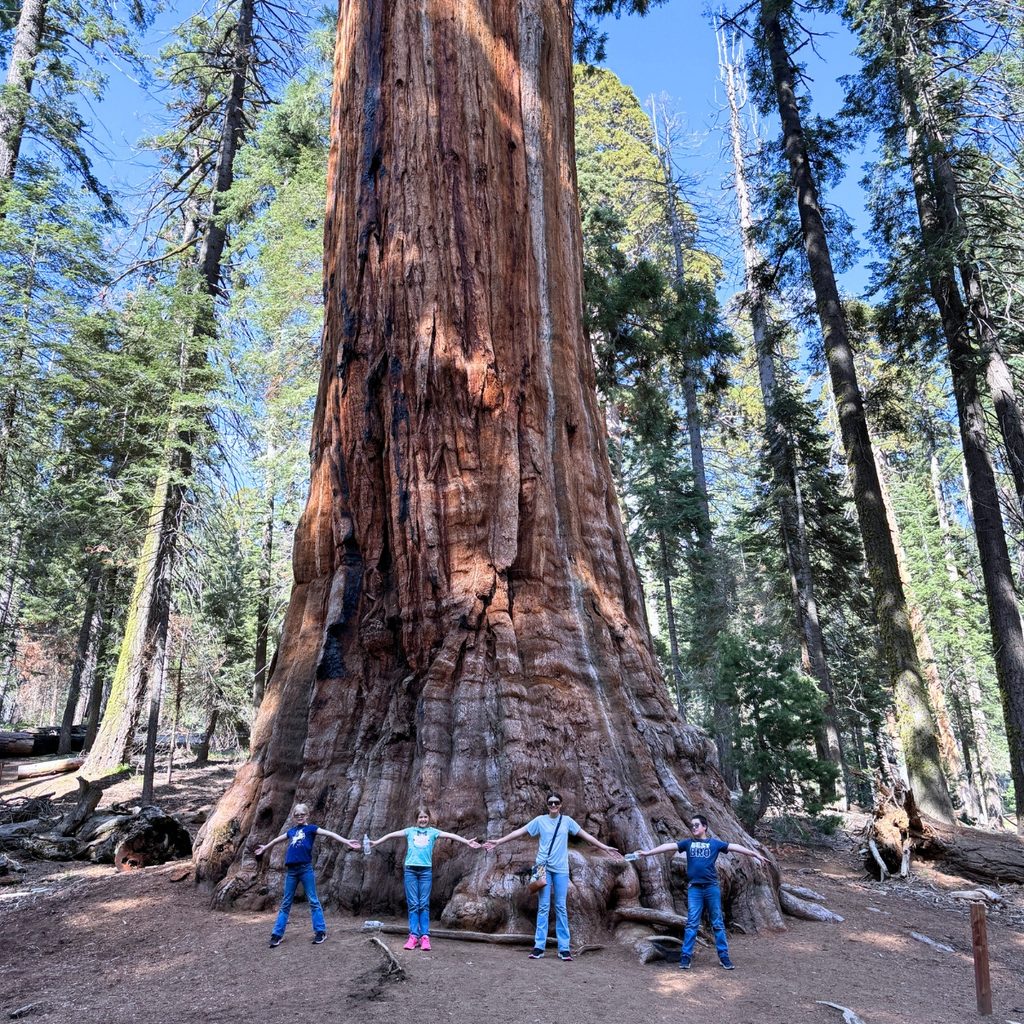 Big Sequoia on Congress trail at Sequoia National Park